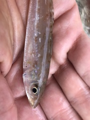 Sillaginodes punctatus