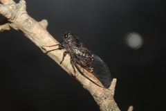 Pauropsalta mneme