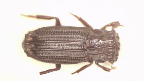 Rhyparus helophoroides observed 2014-02-09