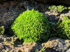 Didymodon sinuosus