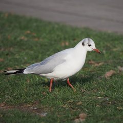 Chroicocephalus ridibundus