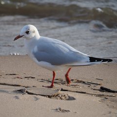 Chroicocephalus ridibundus