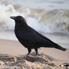 Corvus corone
