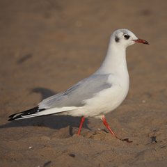 Chroicocephalus ridibundus