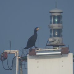 Phalacrocorax carbo
