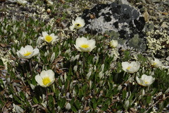 Dryas ajanensis