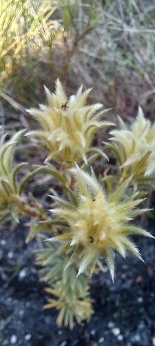 Image of Phylica plumosa by (c) Adele SL, some rights reserved (CC BY)