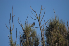 Eurystomus orientalis pacificus