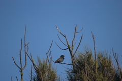 Eurystomus orientalis pacificus