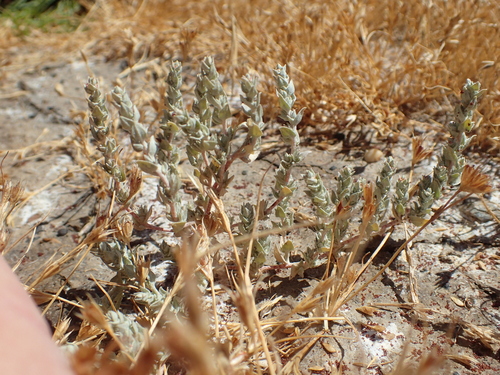 Image of Lesser Saltscale (Atriplex minuscula) by no rights reserved