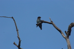 Eurystomus orientalis pacificus