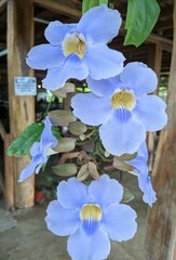 Thunbergia laurifolia image