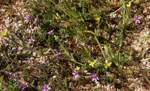 Image of Tropidocarpum gracile by (c) nmoorhatch, some rights reserved (CC BY)