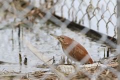 Ixobrychus cinnamomeus