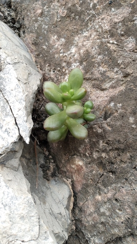 Foto de suculenta