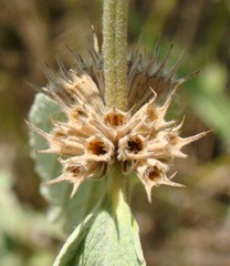 Marrubium peregrinum