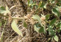 Marrubium peregrinum