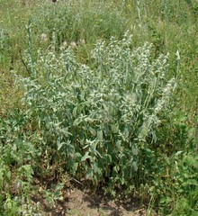 Marrubium peregrinum