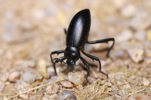 Armored Stink Beetle