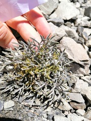 Lignocarpa carnosula