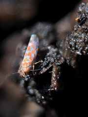 Erythroneura rubrella