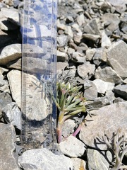 Lignocarpa carnosula