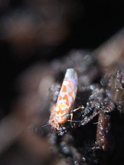 Erythroneura rubrella