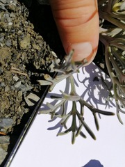 Lignocarpa carnosula