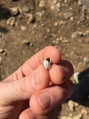 Praticolella berlandieriana