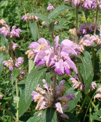Phlomis majkopensis
