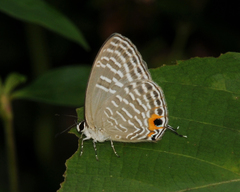 Jamides alecto ageladas