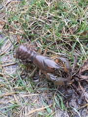 Procambarus gracilis