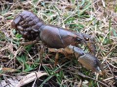 Procambarus gracilis