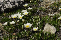 Dryas ajanensis
