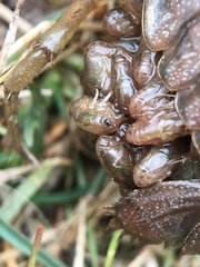 Procambarus gracilis