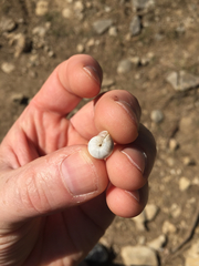 Praticolella berlandieriana