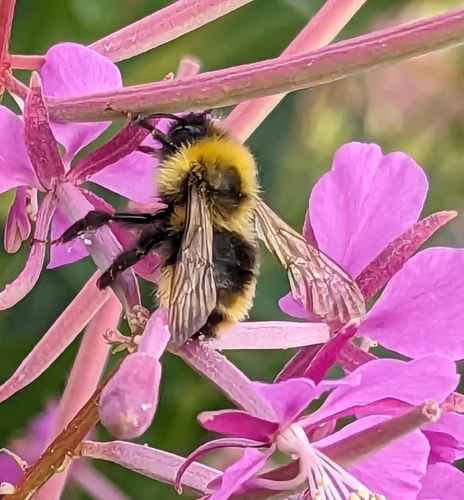 Ashton's Cuckoo Bumble Bee photo 5