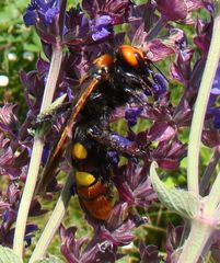 Megascolia maculata maculata