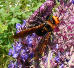 Megascolia maculata maculata