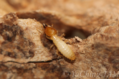 Coptotermes formosanus