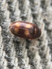 Litargus