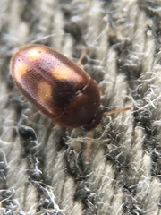 Litargus