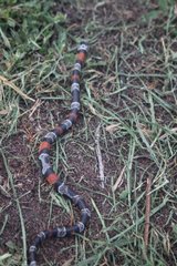 Lampropeltis micropholis