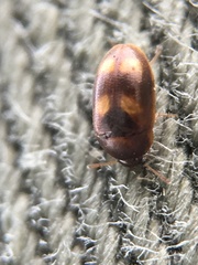 Litargus