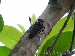 Huechys sanguinea