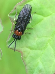 Eutomostethus ephippium