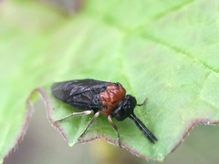 Eutomostethus ephippium