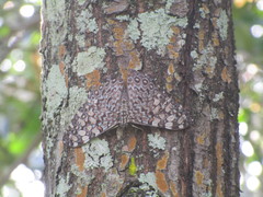 Hamadryas feronia