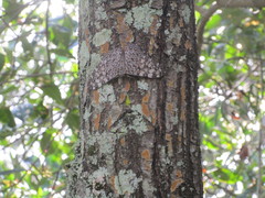 Hamadryas feronia