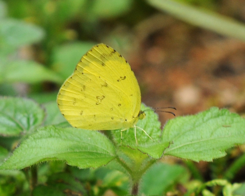 Common Grass Yellow photo 3